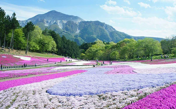 彼岸花